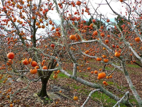 Do You Know What Your Favorite Fruits and Vegetables Look Like When They Grow? 