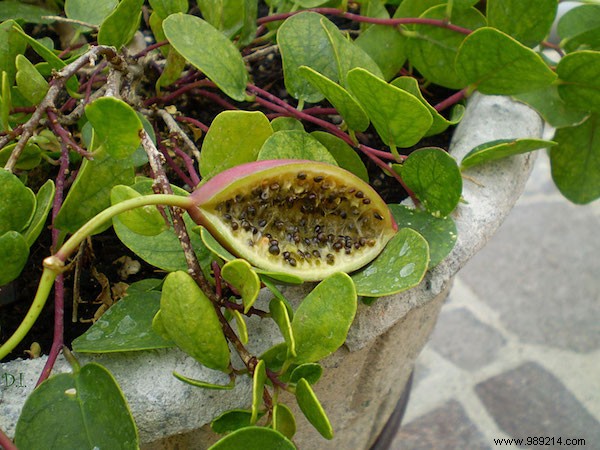 Do You Know What Your Favorite Fruits and Vegetables Look Like When They Grow? 