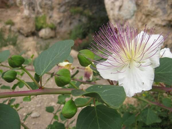 Do You Know What Your Favorite Fruits and Vegetables Look Like When They Grow? 