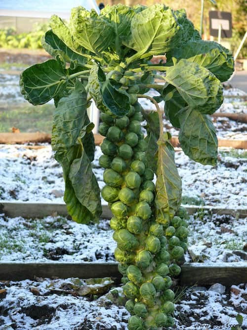 Do You Know What Your Favorite Fruits and Vegetables Look Like When They Grow? 