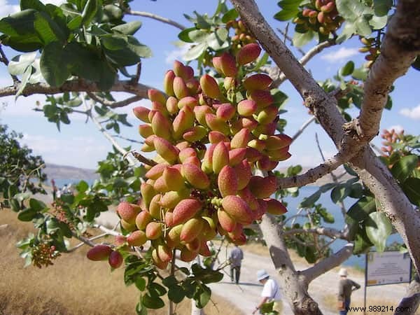 Do You Know What Your Favorite Fruits and Vegetables Look Like When They Grow? 