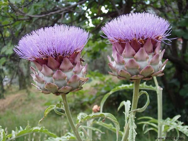 Do You Know What Your Favorite Fruits and Vegetables Look Like When They Grow? 