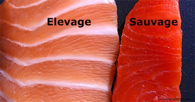 Farm-raised salmon is one of the most poisonous foods in the world. Here s Why You Should Stop Den Eating. 