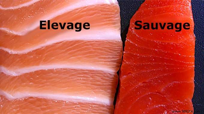 Farm-raised salmon is one of the most poisonous foods in the world. Here s Why You Should Stop Den Eating. 