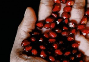 Do you know the 3 medicinal virtues of Pomegranate? 