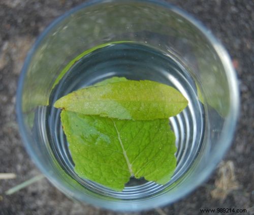 A Small Natural and Effective Remedy Against Allergies. 