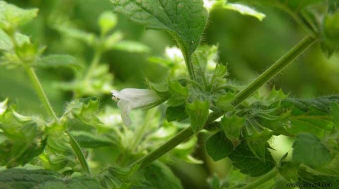 A Magical and Unknown Remedy:Lemon Balm Water. 