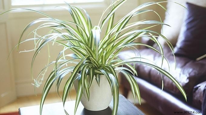 9 Houseplants That Clean the Air and Are Nearly Puncture-Proof. 