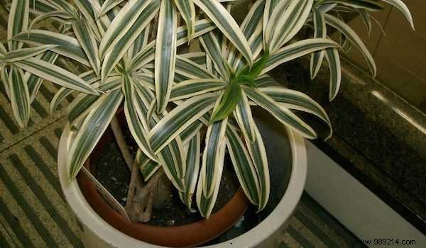 9 Houseplants That Clean the Air and Are Nearly Puncture-Proof. 