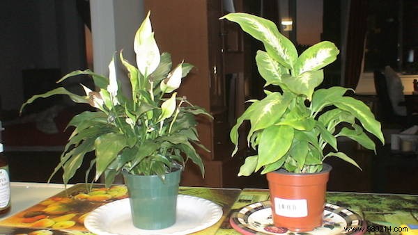 9 Houseplants That Clean the Air and Are Nearly Puncture-Proof. 