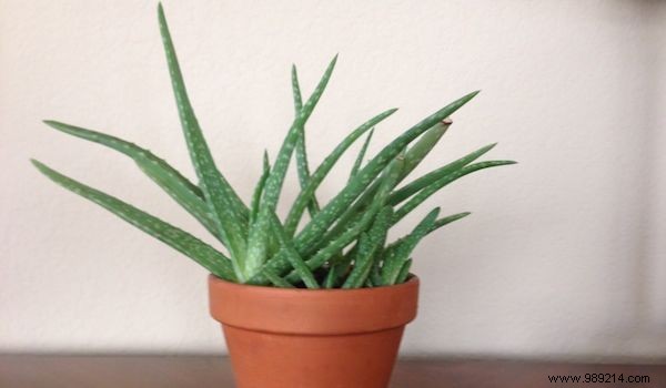 9 Houseplants That Clean the Air and Are Nearly Puncture-Proof. 