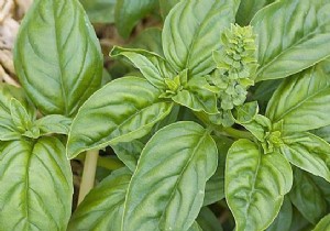 3 Unexpected Benefits of Basil:Beauty, Health, Well-Being. 