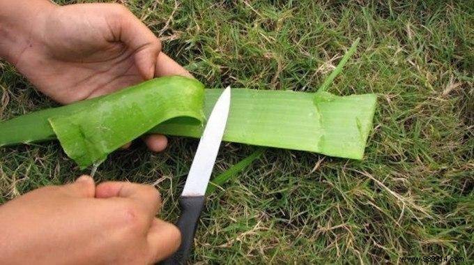 40 Uses of Aloe Vera That Will Amaze You! 