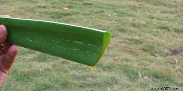 40 Uses of Aloe Vera That Will Amaze You! 