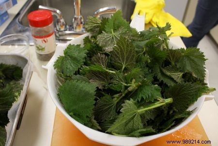 The 6 Benefits of Nettle For Your Body. 