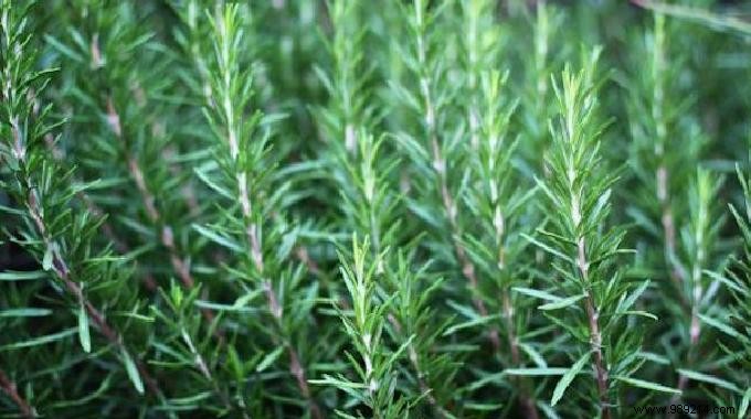 According to a Study:Smelling Rosemary Increases Memory by 75%. 