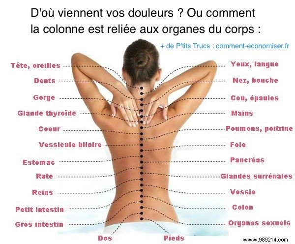 Here is the Real Cause of Your Pain:How the Spine is Connected to All the Organs. 