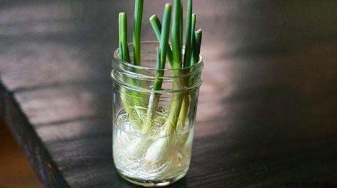 10 vegetables you can regrow forever! 