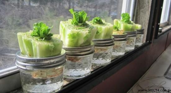 10 vegetables you can regrow forever! 