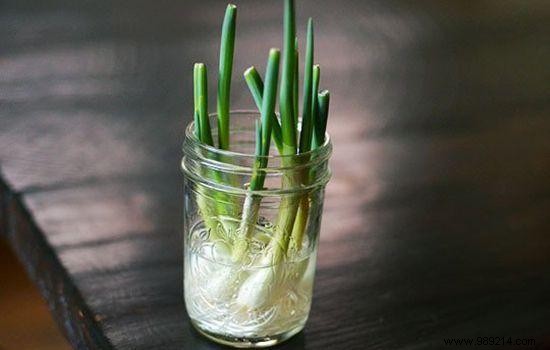 10 vegetables you can regrow forever! 