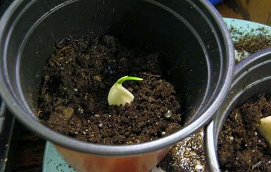 10 vegetables you can regrow forever! 