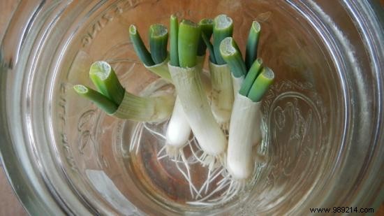 10 vegetables you can regrow forever! 