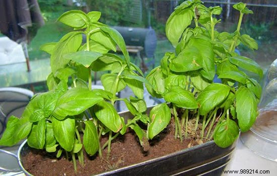 10 vegetables you can regrow forever! 