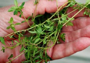 Thyme Essential Oil:Its Benefits and Uses to Know. 