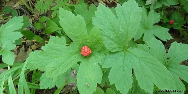 The First Aid Kit Based On 12 Medicinal Plants. 