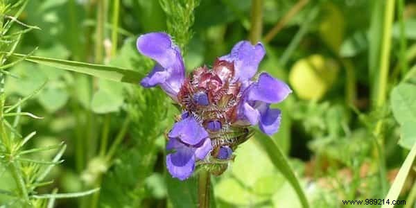 The First Aid Kit Based On 12 Medicinal Plants. 