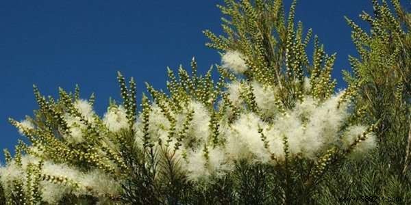 The First Aid Kit Based On 12 Medicinal Plants. 