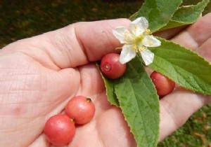 Panama Cherries:13 Incredible Health Benefits No One Knows About. 