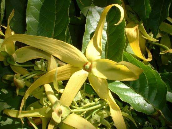 Essential Oil of Ylang-Ylang:Benefits and Uses to Know. 