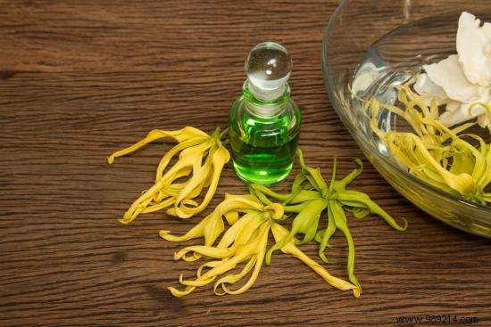 Essential Oil of Ylang-Ylang:Benefits and Uses to Know. 