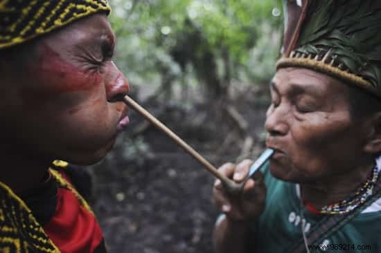 An Amazonian Tribe Creates an Encyclopedia of Traditional Medicine 