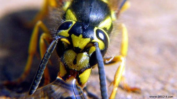 Grandmother s Trick to Calm an Insect Bite 