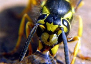 Grandmother s Trick to Calm an Insect Bite 