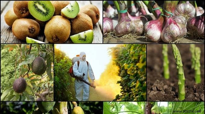 The 10 Most Pesticide Contaminated Fruits and Vegetables. 