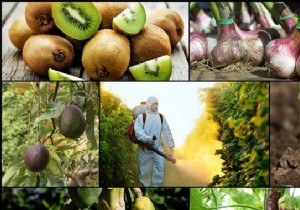 The 10 Most Pesticide Contaminated Fruits and Vegetables. 