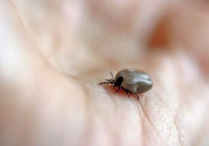 3 Essential Tips To Avoid Being Bitten By A Tick. 