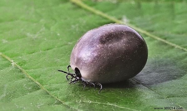 3 Essential Tips To Avoid Being Bitten By A Tick. 