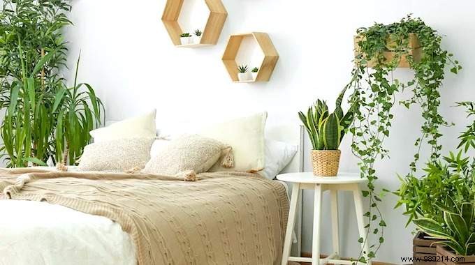 Anxiety:5 Plants to Put in Your Bedroom to Sleep Better From Tonight. 