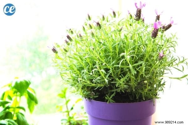 Anxiety:5 Plants to Put in Your Bedroom to Sleep Better From Tonight. 