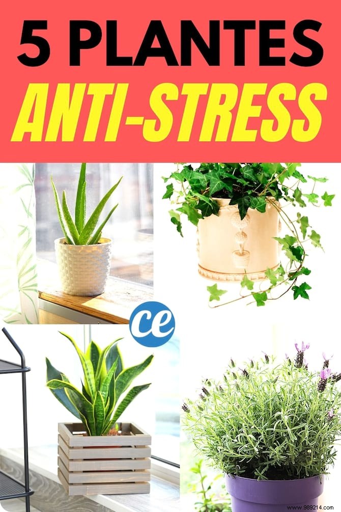 Anxiety:5 Plants to Put in Your Bedroom to Sleep Better From Tonight. 