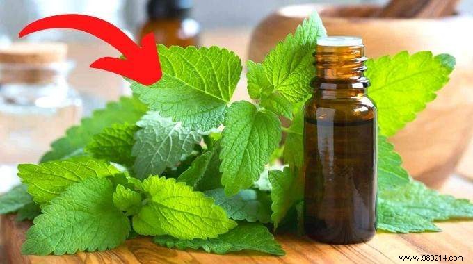 15 Benefits and Uses of Lemon Balm, a MAGIC Medicinal Plant. 