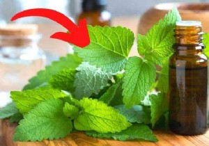 15 Benefits and Uses of Lemon Balm, a MAGIC Medicinal Plant. 