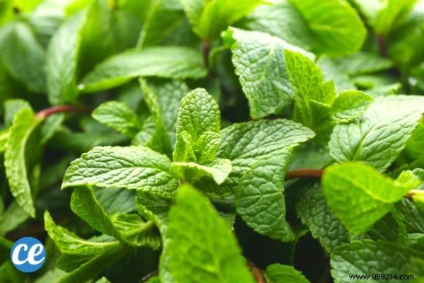 15 Benefits and Uses of Lemon Balm, a MAGIC Medicinal Plant. 