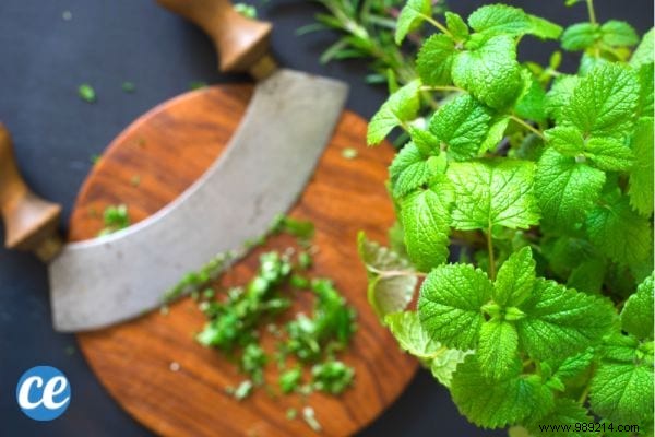 15 Benefits and Uses of Lemon Balm, a MAGIC Medicinal Plant. 