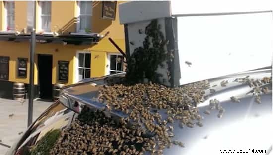 A Swarm Of Bees Follows A Car For 2 Days To Rescue Their Queen Stuck In The Trunk. 