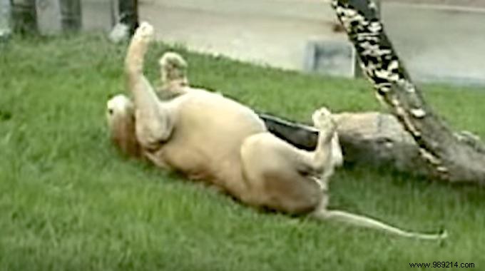 Video:After 13 Years In Captivity, This Lion Smells Grass Under His Paws For The 1st Time! 